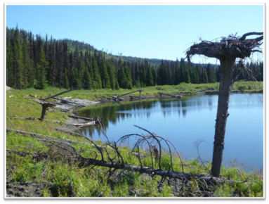 overwintering-pond-2015